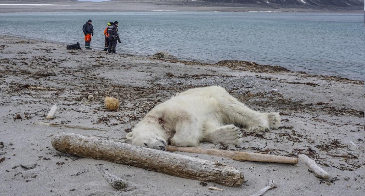 Guardias de crucero turístico matan a oso polar en recorrido - guardias-de-crucero-turistico-matan-a-oso-polar-en-recorrido