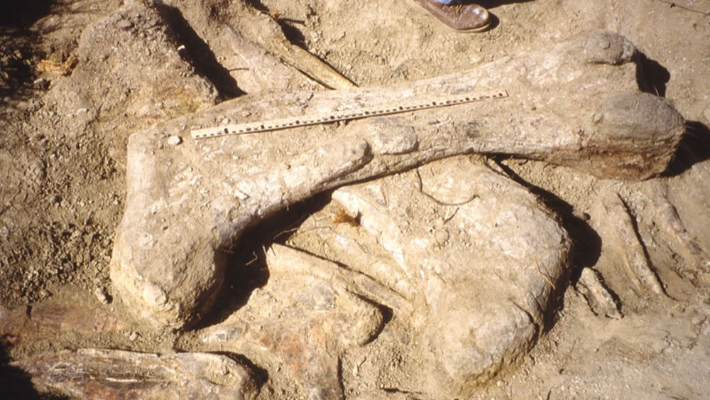 Investigadores encuentran el pie de dinosaurio más grande Investigadores encuentran el pie de dinosaurio más grande