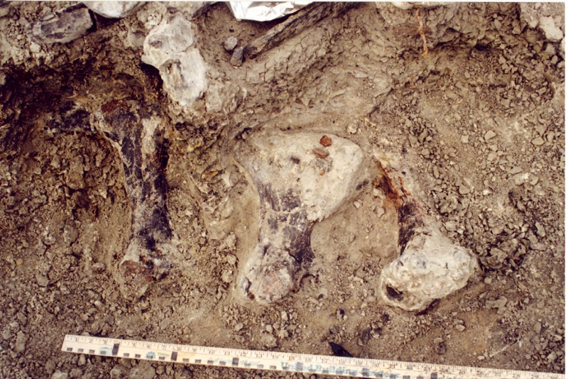 Investigadores encuentran el pie de dinosaurio más grande - hueso-dinosaurio1