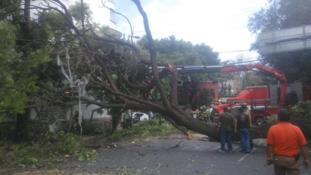 Jacaranda de 25 metros cae por fuertes vientos en la capital