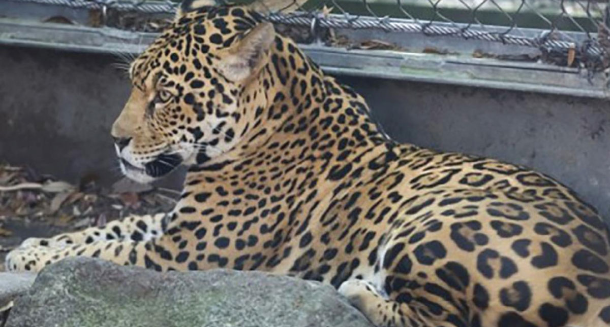 Jaguar escapa de su jaula en Estados Unidos y mata a seis animales