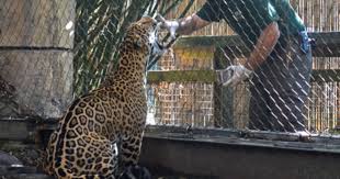 Jaguar escapa de su jaula en Estados Unidos y mata a seis animales - jaguarint3