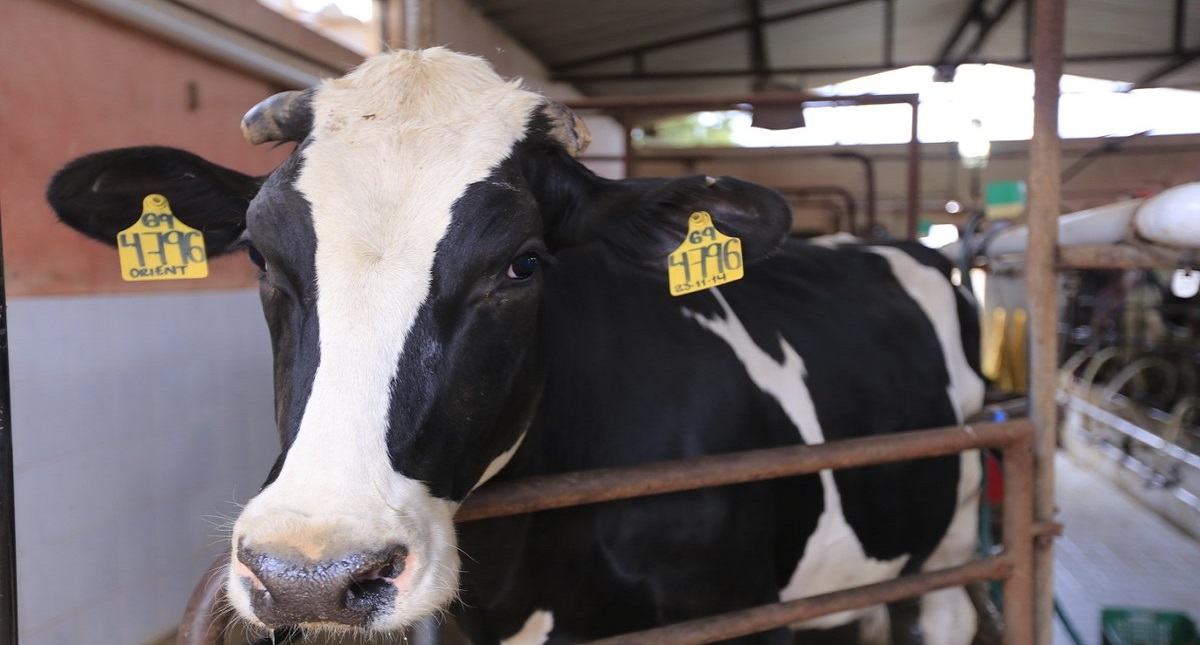 Jalisco invierte 12.4 millones de pesos en ganadería lechera