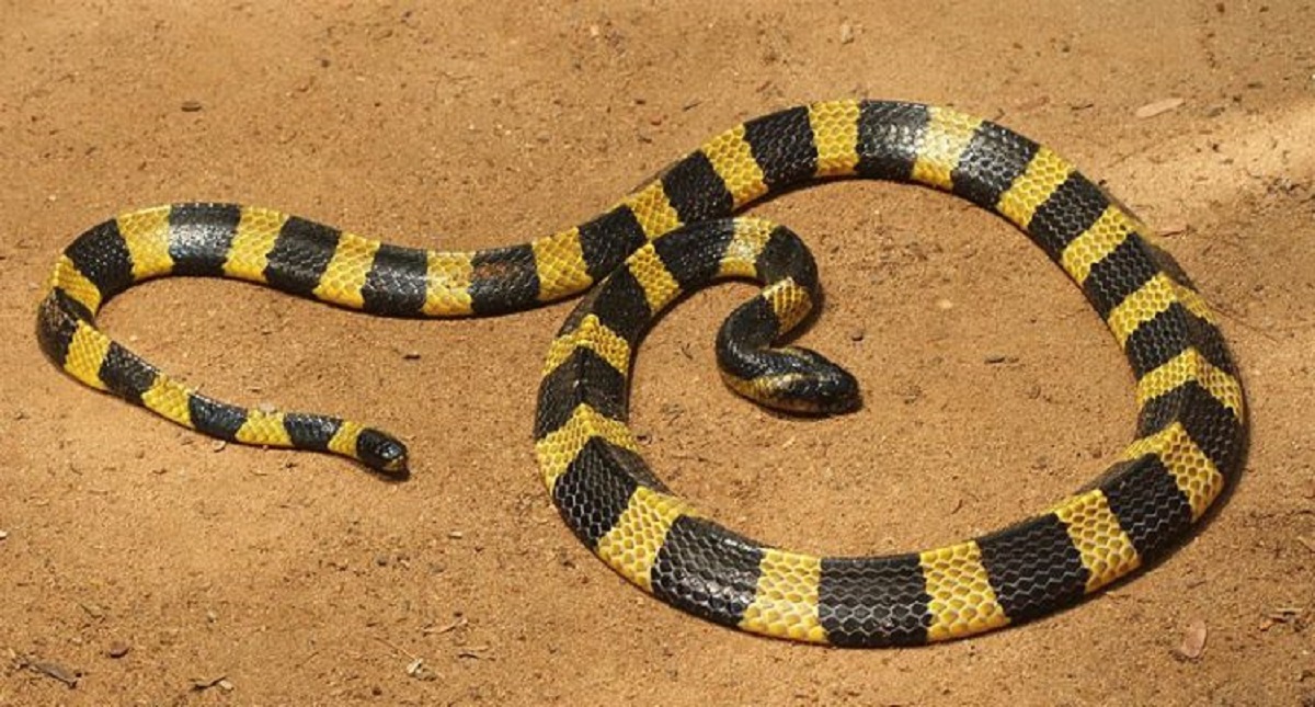 Joven muere por mordida de serpiente que compró por internet