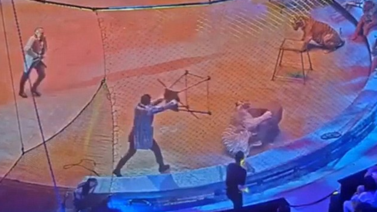 #Video Tigre ataca a león durante espectáculo de circo #Video Tigre ataca a león durante espectáculo de circo