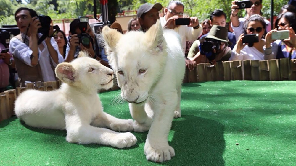 Presentan a dos leones blancos en Zoológico de Tlaxcala