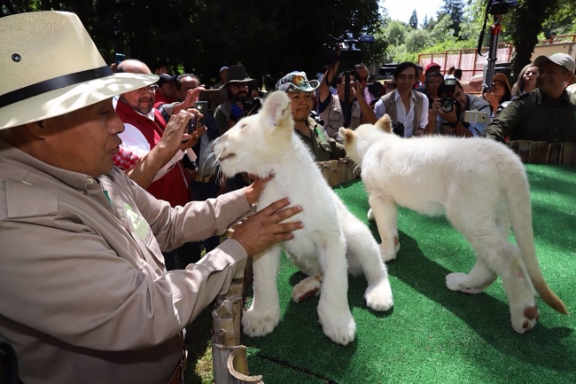 Presentan a dos leones blancos en Zoológico de Tlaxcala - leones-blancos-tlaxcala1