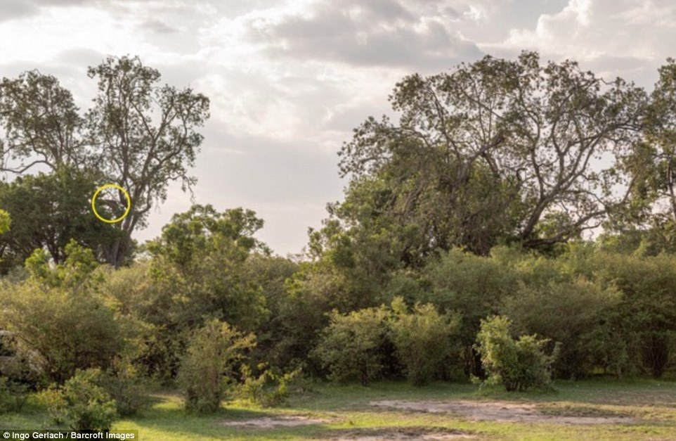 #RetoViral encuentra al leopardo oculto en la sabana - leopardo-sabana-kenia-reto-viral