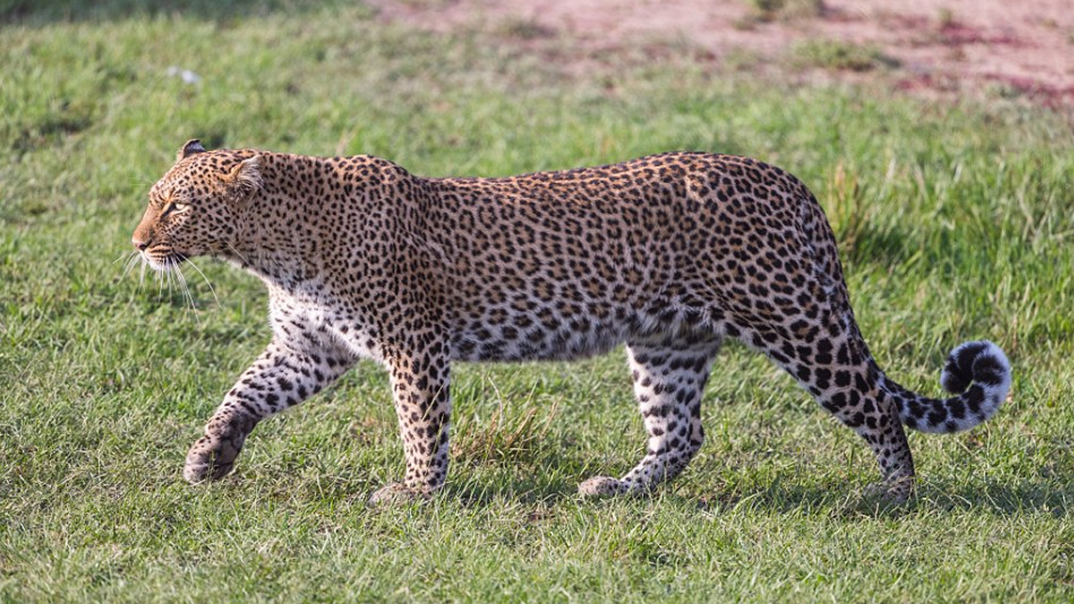 #RetoViral encuentra al leopardo oculto en la sabana