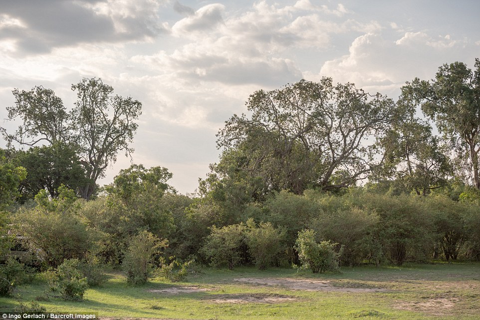 #RetoViral encuentra al leopardo oculto en la sabana - leopardo-sabana-reto-viral