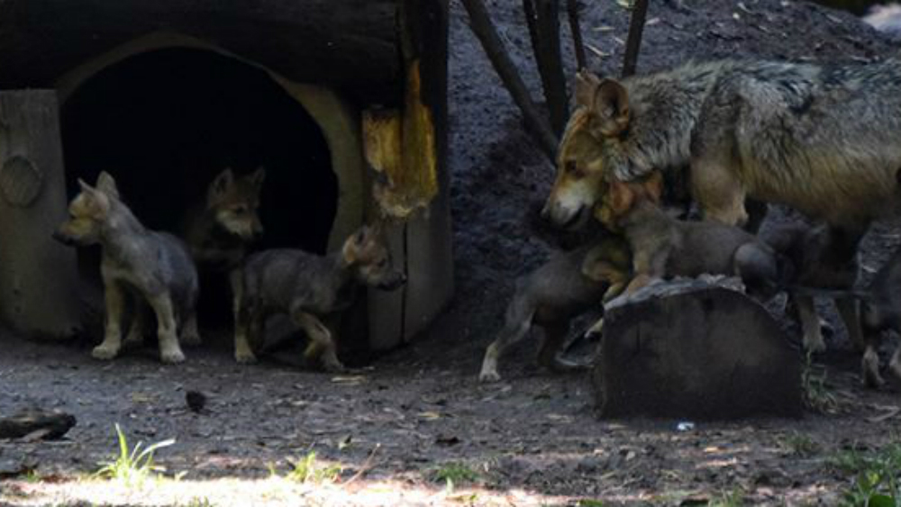 Dan nombres a los ocho lobeznos del Zoológico Los Coyotes