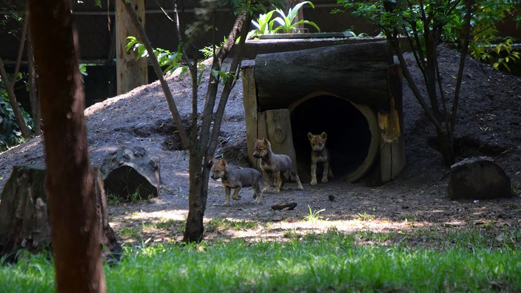 Visitantes podrán ver a lobos mexicanos nacidos en zoológico de Coyoacán