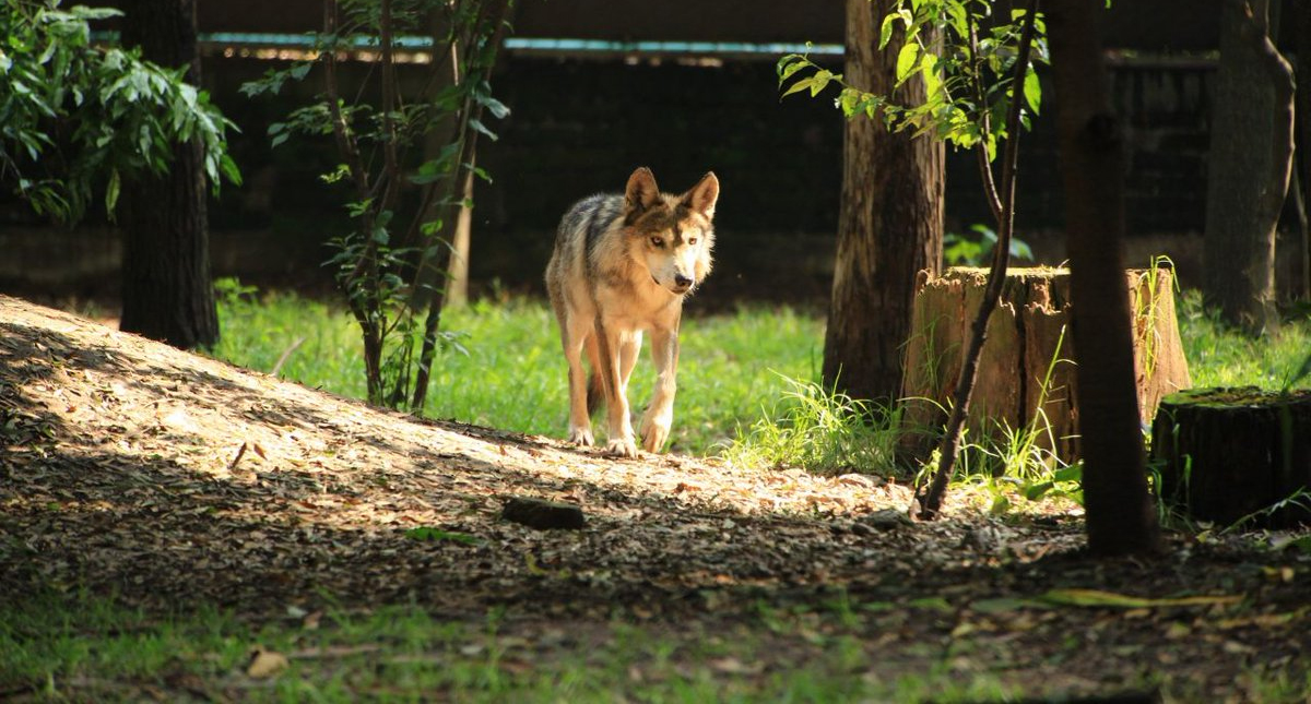 #Video Nacen ocho crías de lobo mexicano en Zoológico Los Coyotes