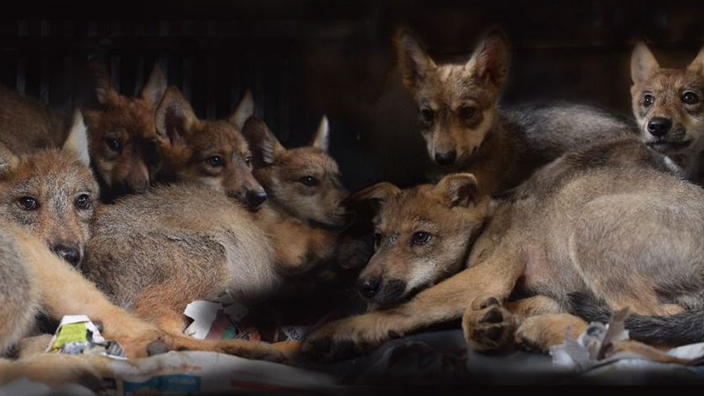 Sobreviven lobos mexicanos y nacen ocho crías en zoológico