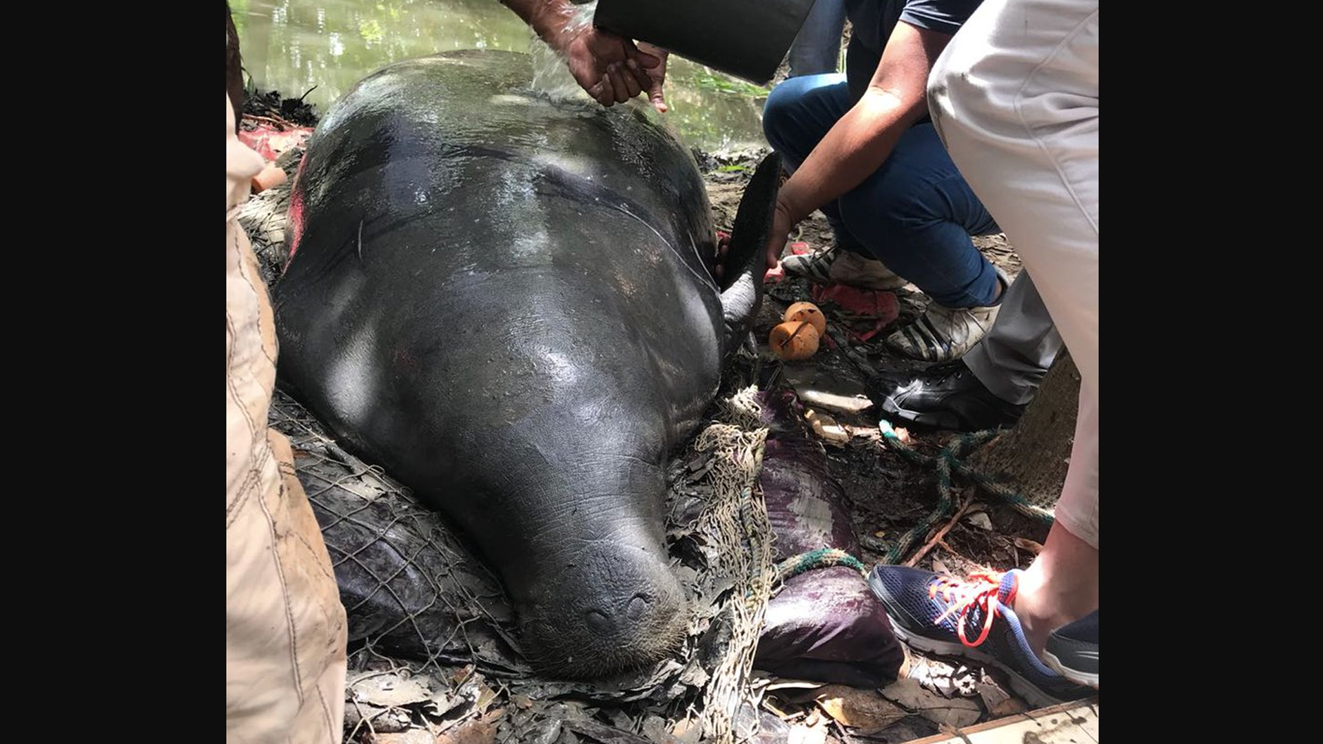 Investigan muerte de manatíes en Tabasco - manaties