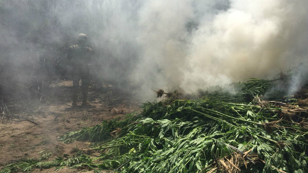 Destruyen en Baja California más de 113 mil metros cuadrados de mariguana - mariguana-san-pedro-martir-bcs-2