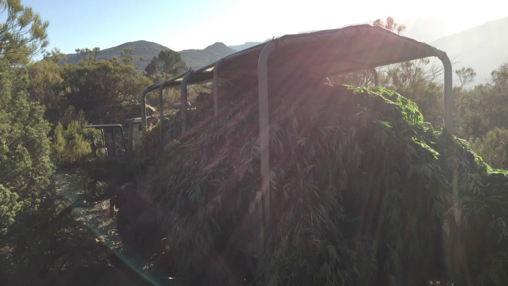 Destruyen en Baja California más de 113 mil metros cuadrados de mariguana - mariguana-san-pedro-martir-bcs-3