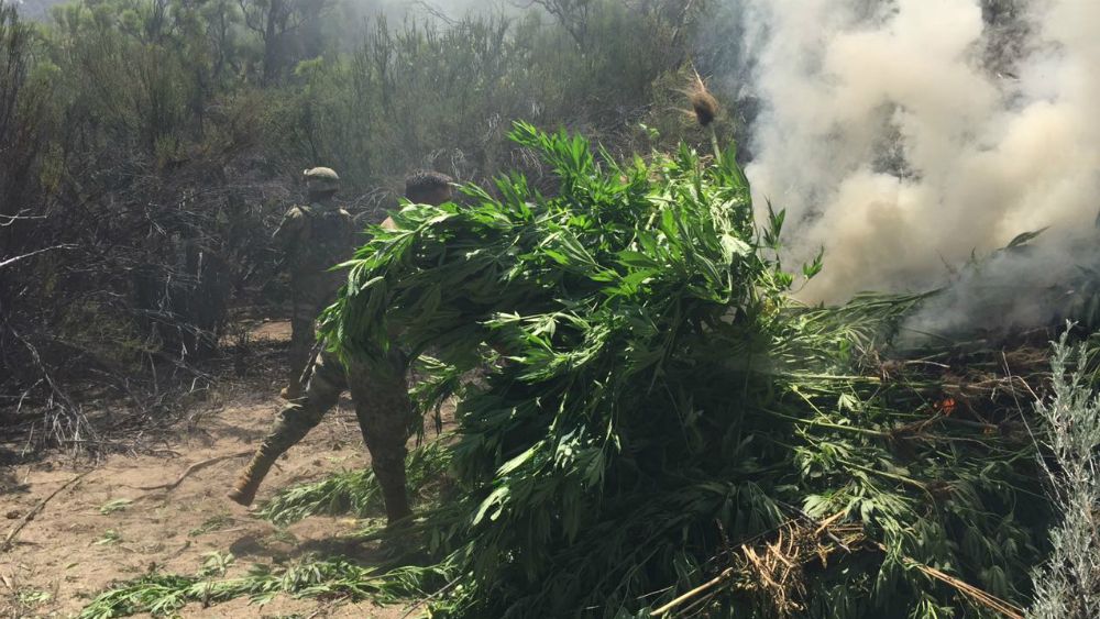 Destruyen en Baja California más de 113 mil metros cuadrados de mariguana