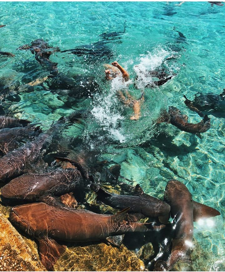 Tiburón nodriza ataca a modelo de Instagram en las Bahamas - modelo-instagram-ataque-tiburones-2-e1531353481441