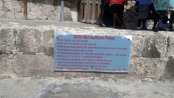 Tiburón nodriza ataca a modelo de Instagram en las Bahamas - modelo-instagram-ataque-tiburones-6