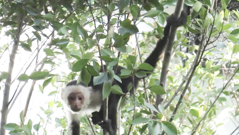 Mono capuchino de Reforma permanecerá en Zoológico de Chapultepec - mono-capuchino
