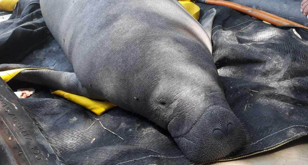 Investigan muerte de manatíes en Tabasco