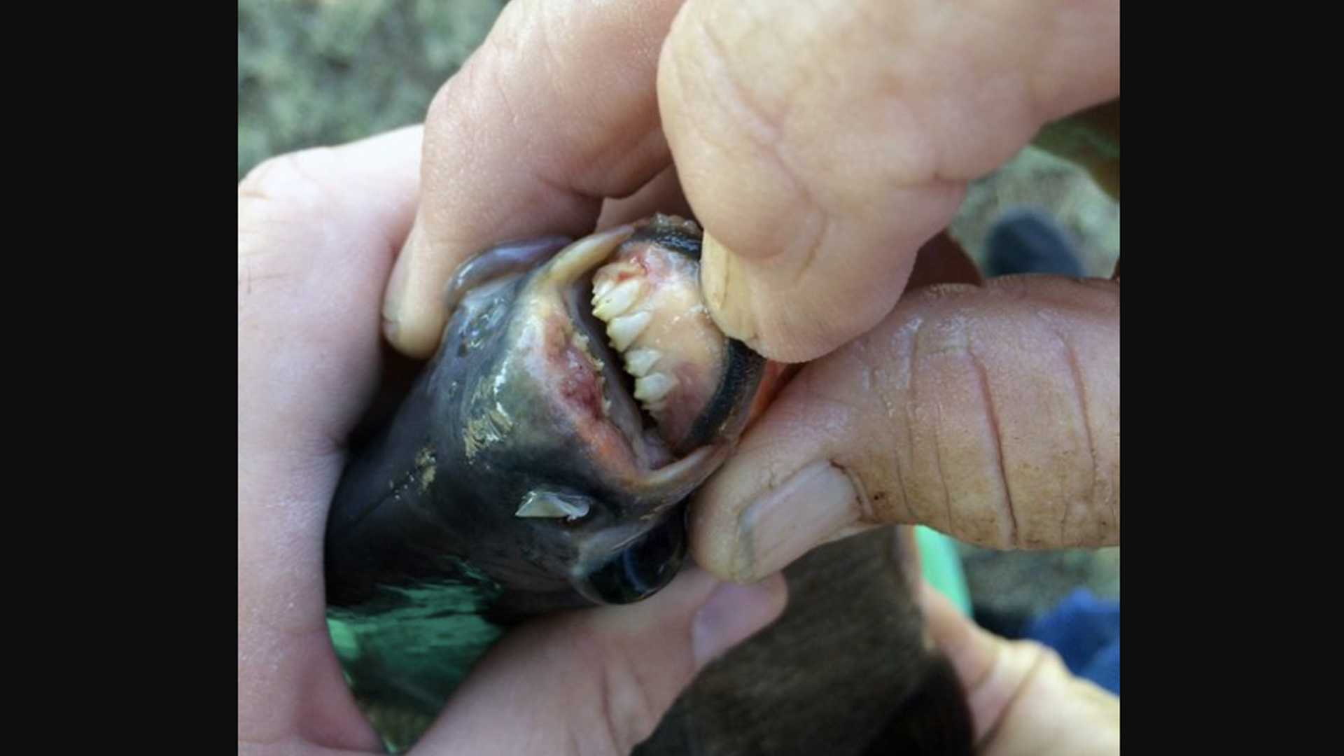 Niña captura piraña con dientes humanos en lago de Oklahoma