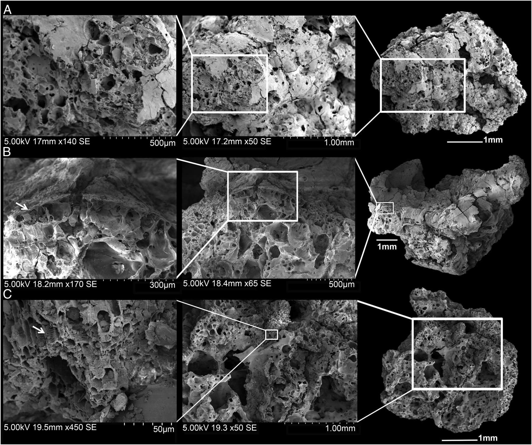 Estudio revela que el hombre hacía pan antes de la agricultura - pan-antiguo-jordania-3