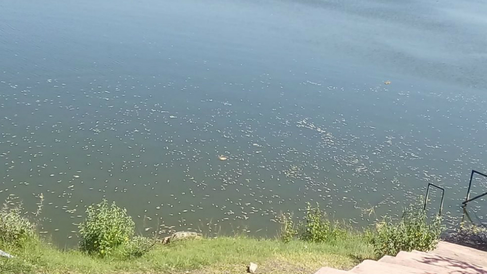 Mueren cientos de peces en presa de Querétaro