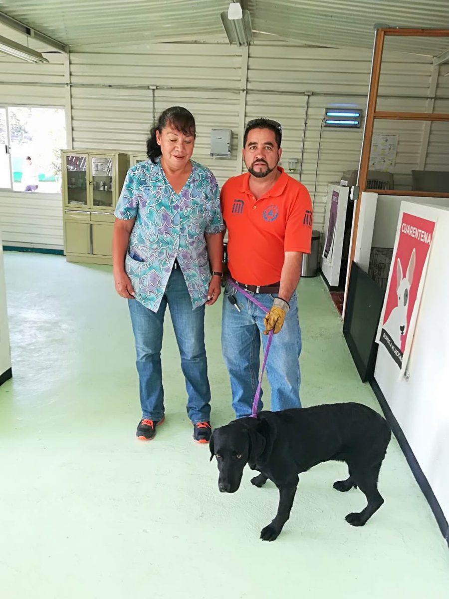 Rescatan a perro en Línea A del Metro - perro-metro-linea-a