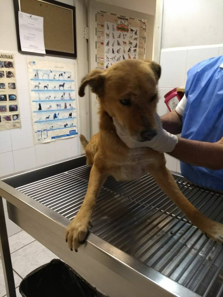 Sacrifican a casi 900 perros al mes en Mexicali - perro-mexicali