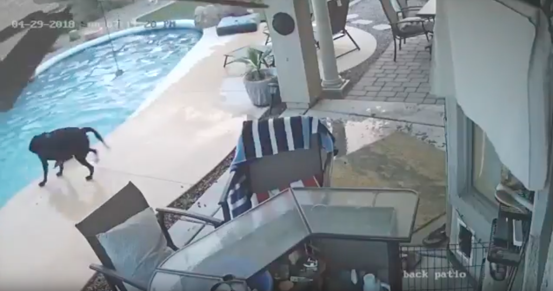 #Video Perro rescata a otro de ahogarse en alberca