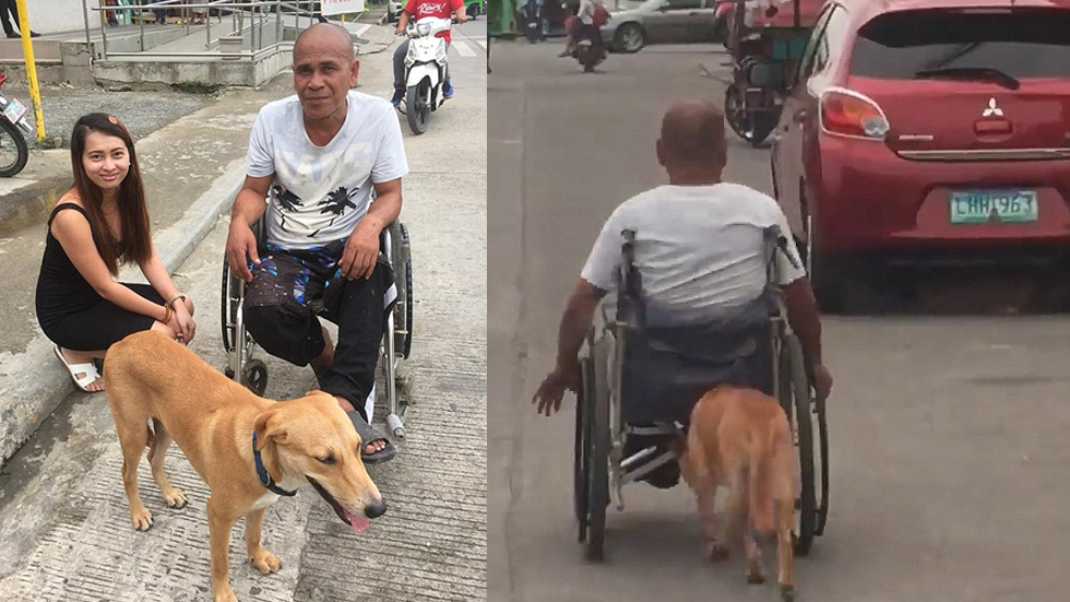 #Viral Perro ayuda a su dueño a empujar su silla de ruedas