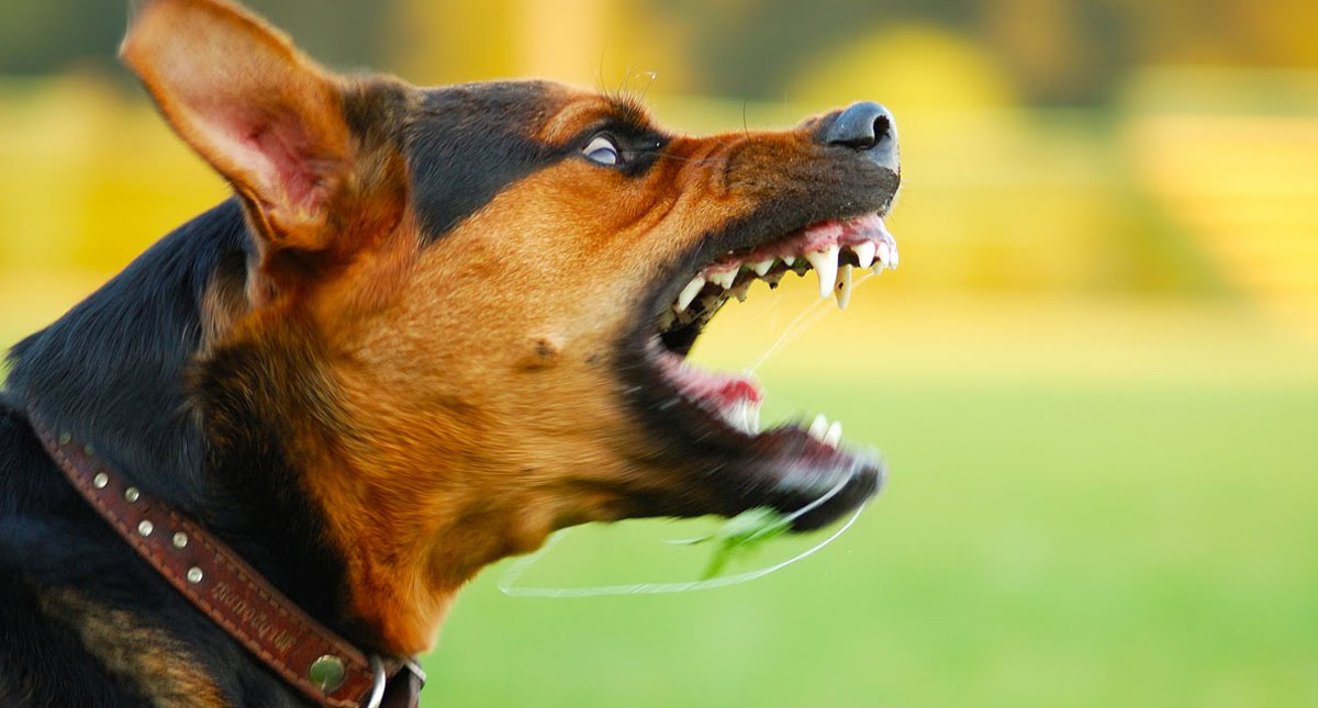 Los perros tienden a guardar rencor después de pelearse