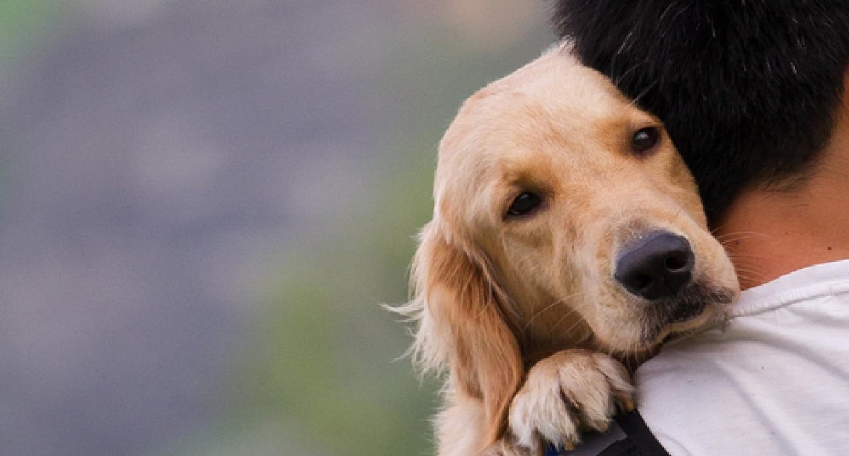 Perros sí sienten el dolor de sus dueños y buscan consolarlos: estudio