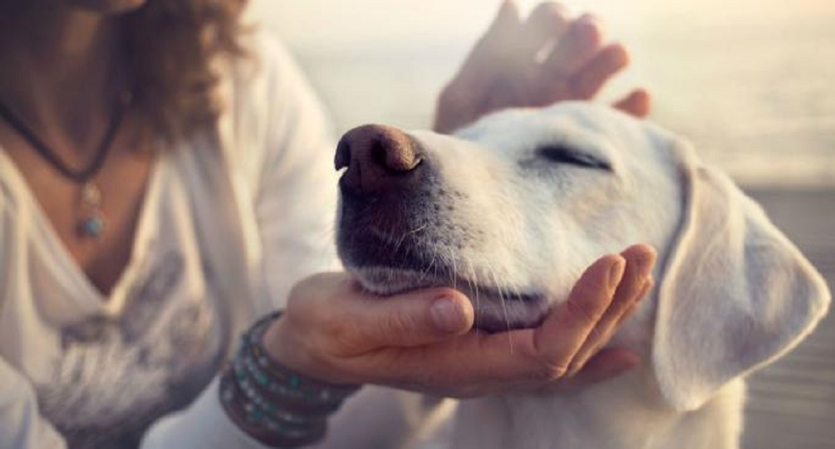 Hombre golpea su esposa y su perro la defiende