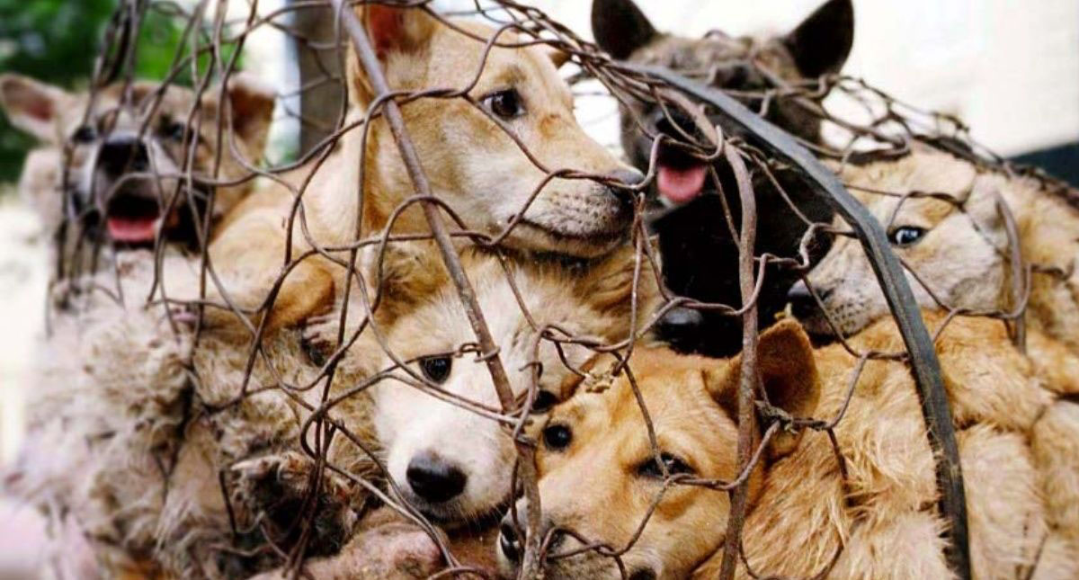 Prohiben la cría de perros para comer en Corea del Sur