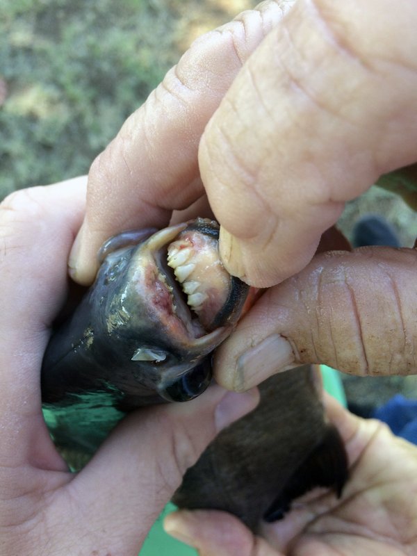 Niña captura piraña con dientes humanos en lago de Oklahoma - pescado-con-dientes