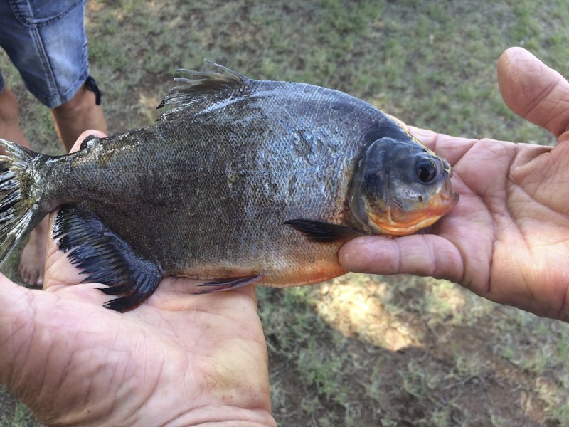 Niña captura piraña con dientes humanos en lago de Oklahoma - pez