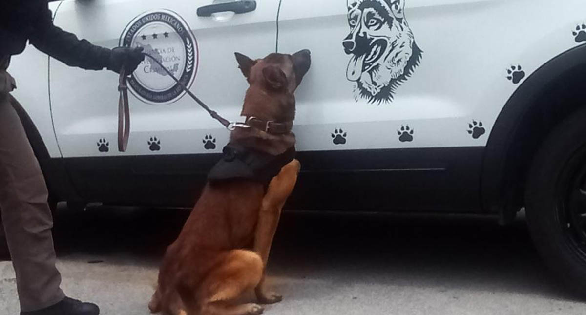 PGR entrena con juegos a 59 perros para hallar bombas, drogas y cuerpos