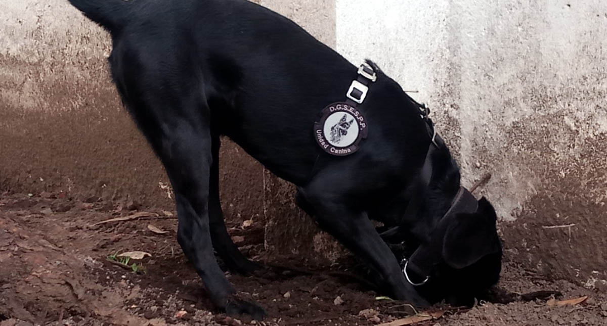 PGR entrena con juegos a 59 perros para hallar bombas, drogas y cuerpos - pgr-entrena-con-juegos-a-59-perros-para-hallar-bombas-drogas