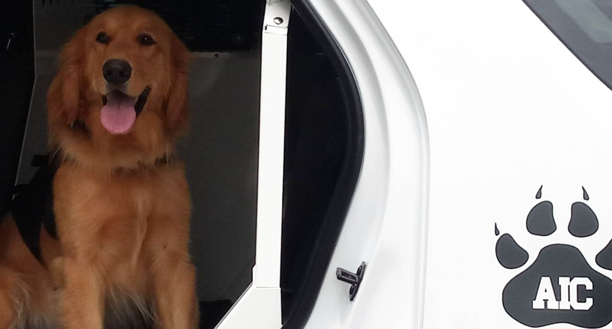 PGR entrena con juegos a 59 perros para hallar bombas, drogas y cuerpos - pgr-entrena-con-juegos-a-59-perros-para-hallar-bombas