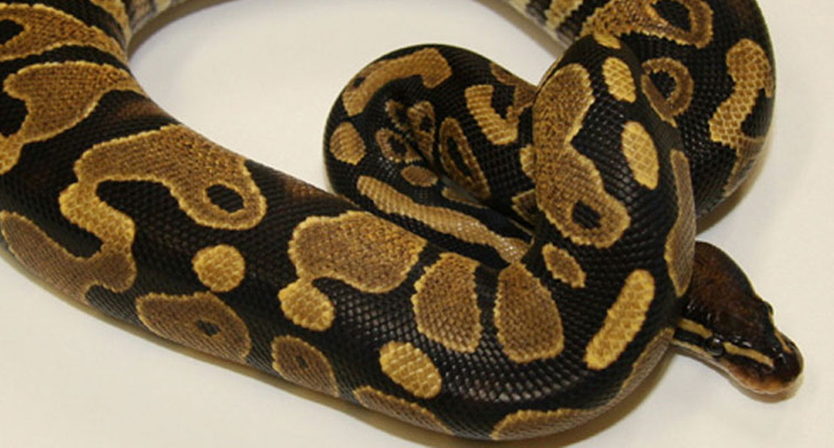 Mujer despierta y encuentra una serpiente en su cama