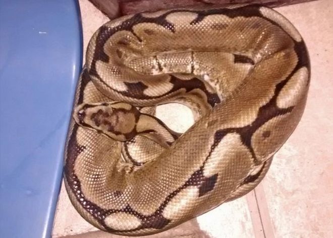 Mujer despierta y encuentra una serpiente en su cama - pitonint