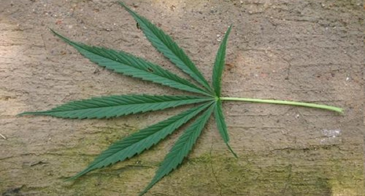 Descubren cultivo de diez mil plantas de mariguana en Texas - planta-marihuana