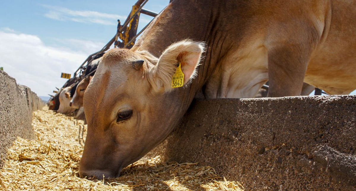 Ponen en cuarentena a seis mil cabezas de ganado por tuberculosis