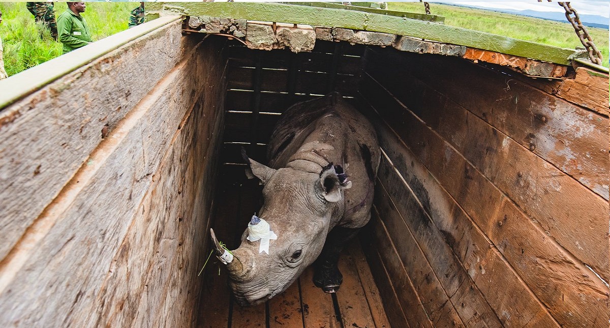Mueren rinocerontes en peligro de extinción al ser reubicados - rinoceronte-negro-kenia-nairobi