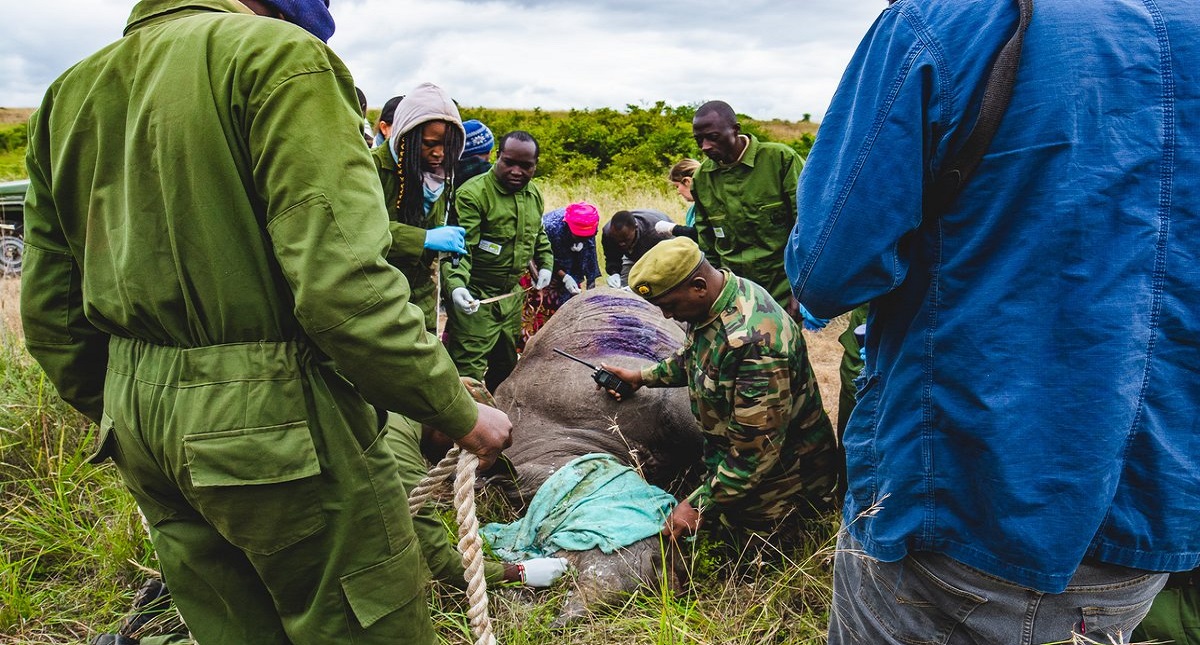 Mueren rinocerontes en peligro de extinción al ser reubicados - rinoceronte-negro-kenia