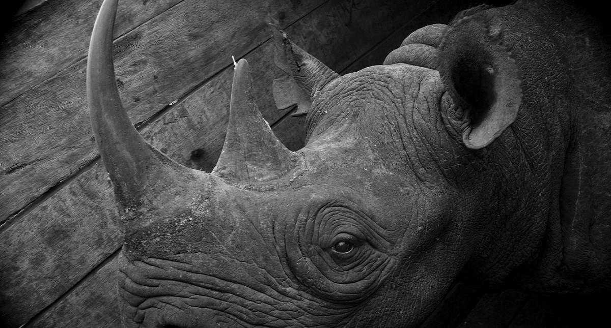 Mueren rinocerontes en peligro de extinción al ser reubicados