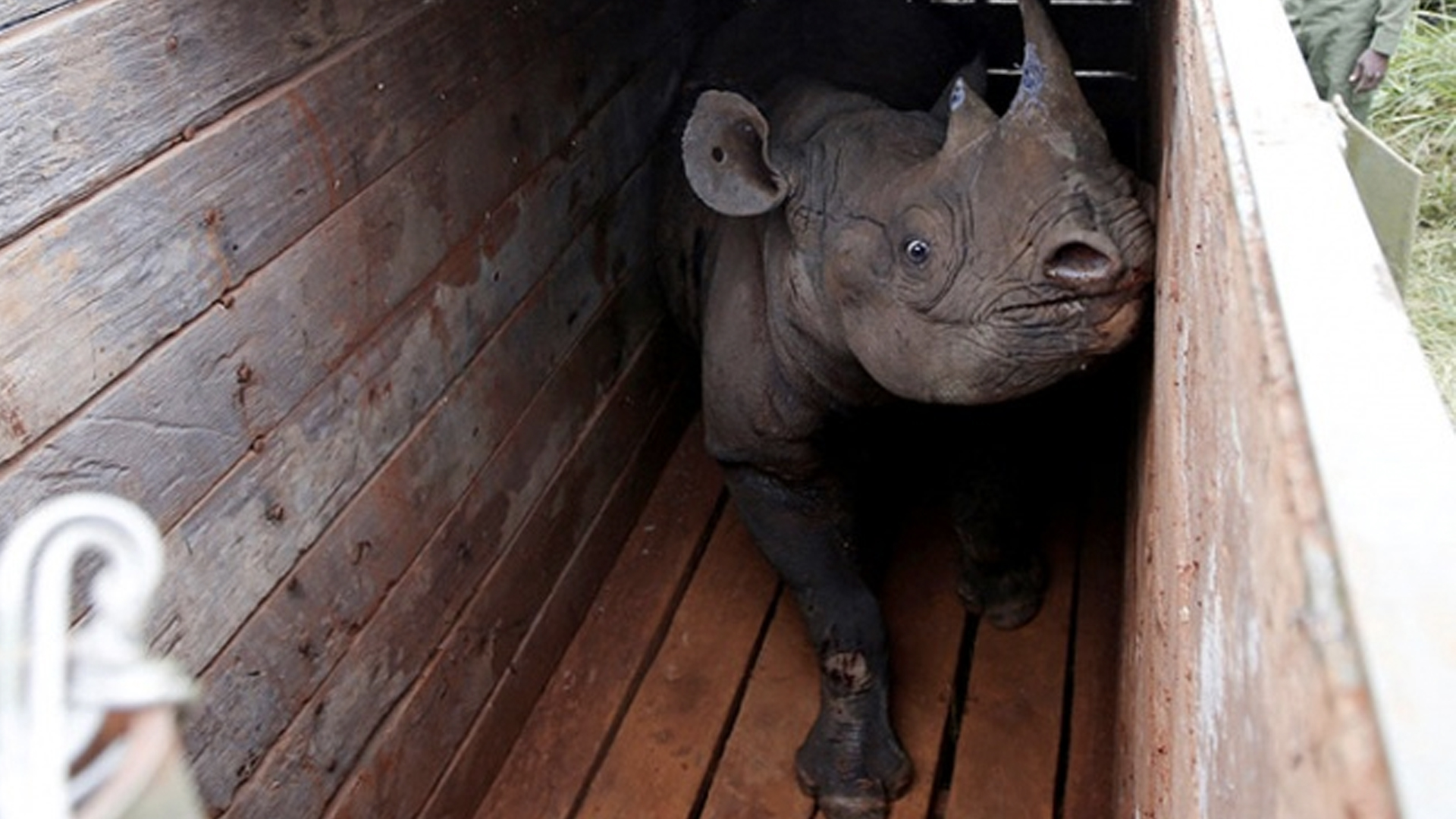 Mueren rinocerontes tras traslado fallido - rinoceronte